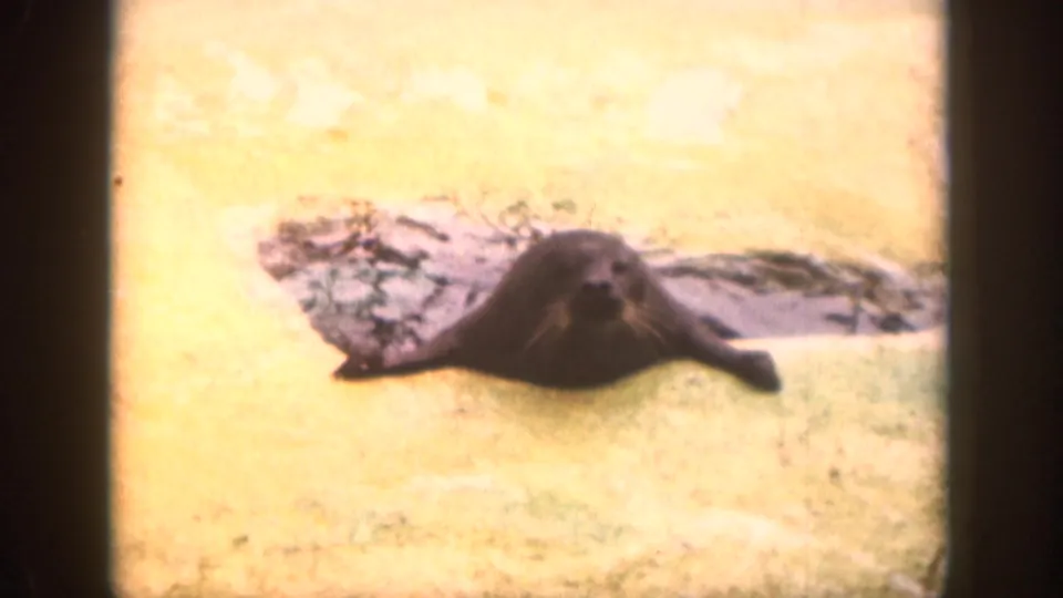 In 1959 Hawaii home-movie footage, a dark seal rests on a sandy concrete ledge beside a pool.