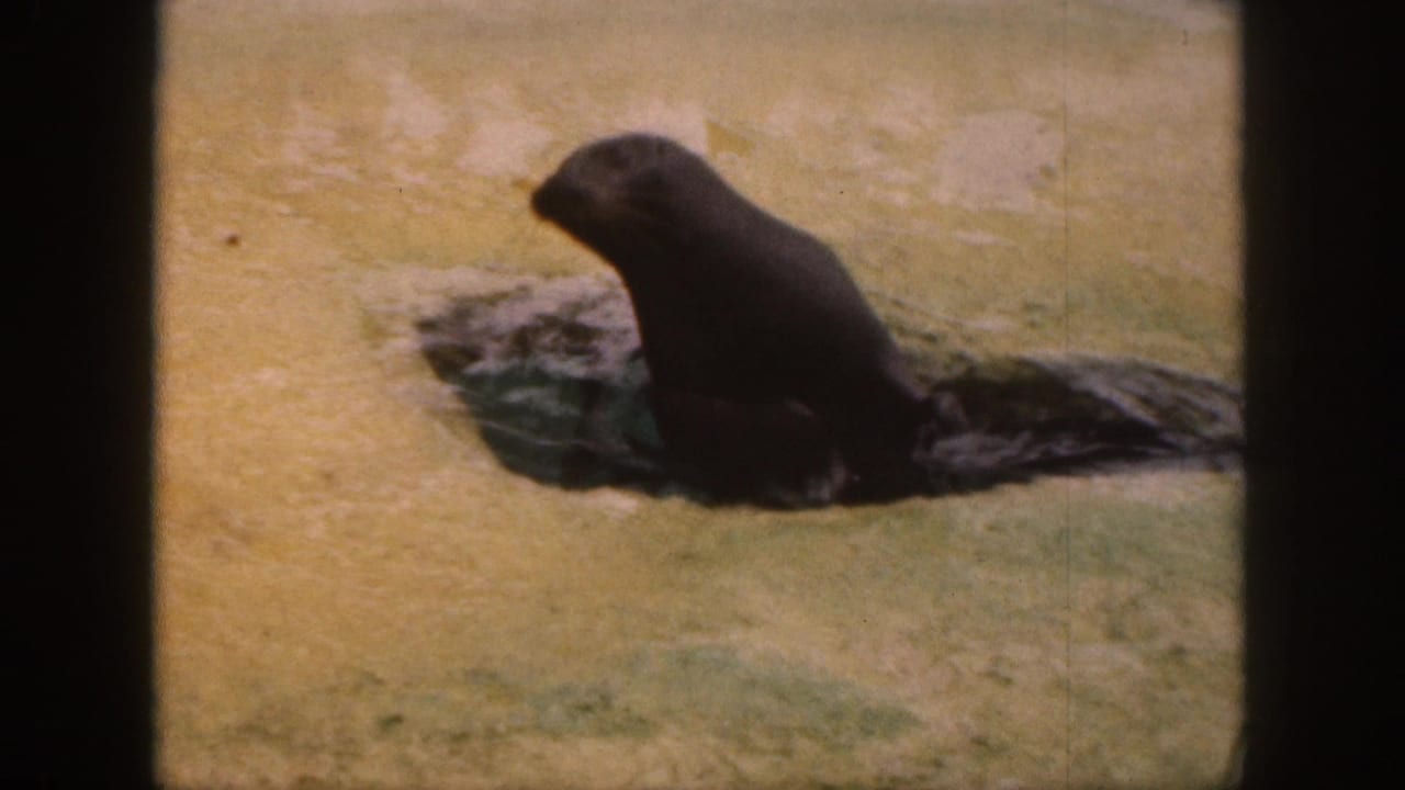 Seal sitting upright near dark water on a pale concrete pool edge.