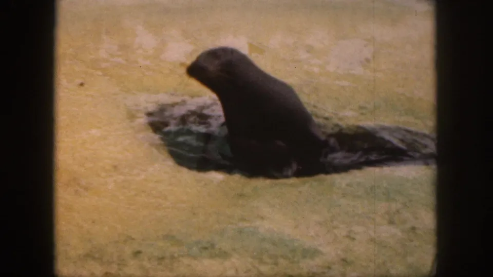 A dark seal sits upright beside the pool water in this Hawaii 1959 8mm frame.