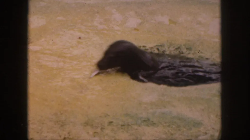 A seal lies along the concrete pool edge, appearing to hold or eat a small fish in 1959 Hawaii footage.