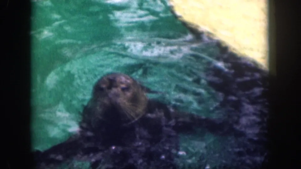 A dark seal faces the camera while swimming in green-tinted pool water in the 1959 Hawaii clip.