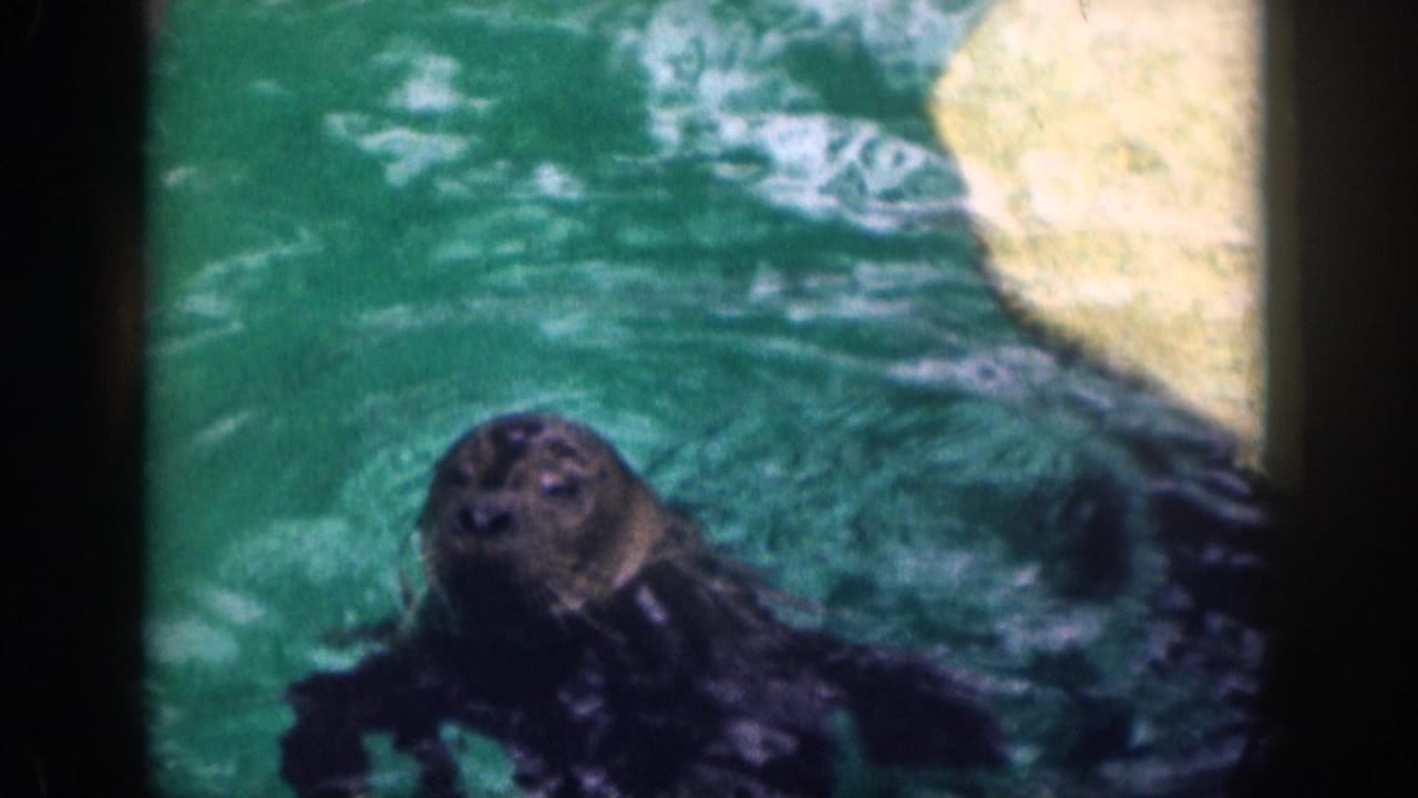Dark sea lion surfaces in green pool water beside bright reflected rock or pool edge.