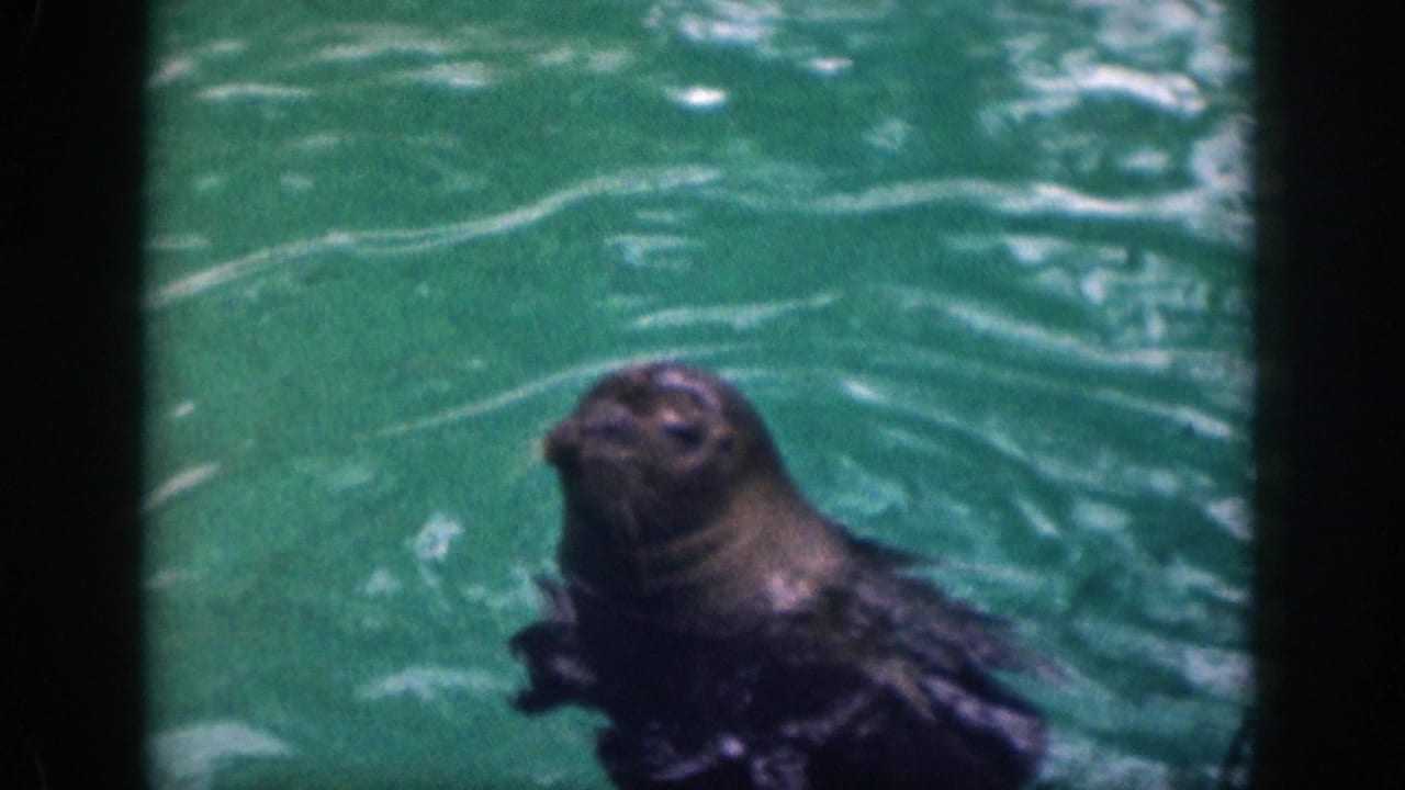 Sea lion holds its head above rippling green water with dark pool shadows around the frame.