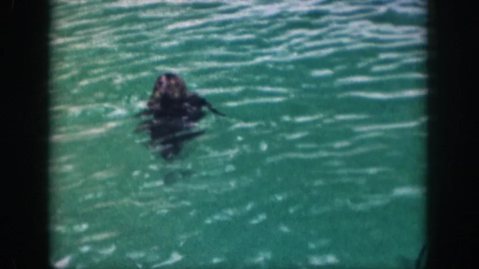 The sea lion is seen from farther back in the green pool, with its dark body partly submerged and ripples filling the frame.