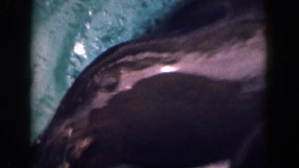 A close handheld frame shows the sea lion's slick dark body and head near the pool edge, with green water and bright reflections behind it.