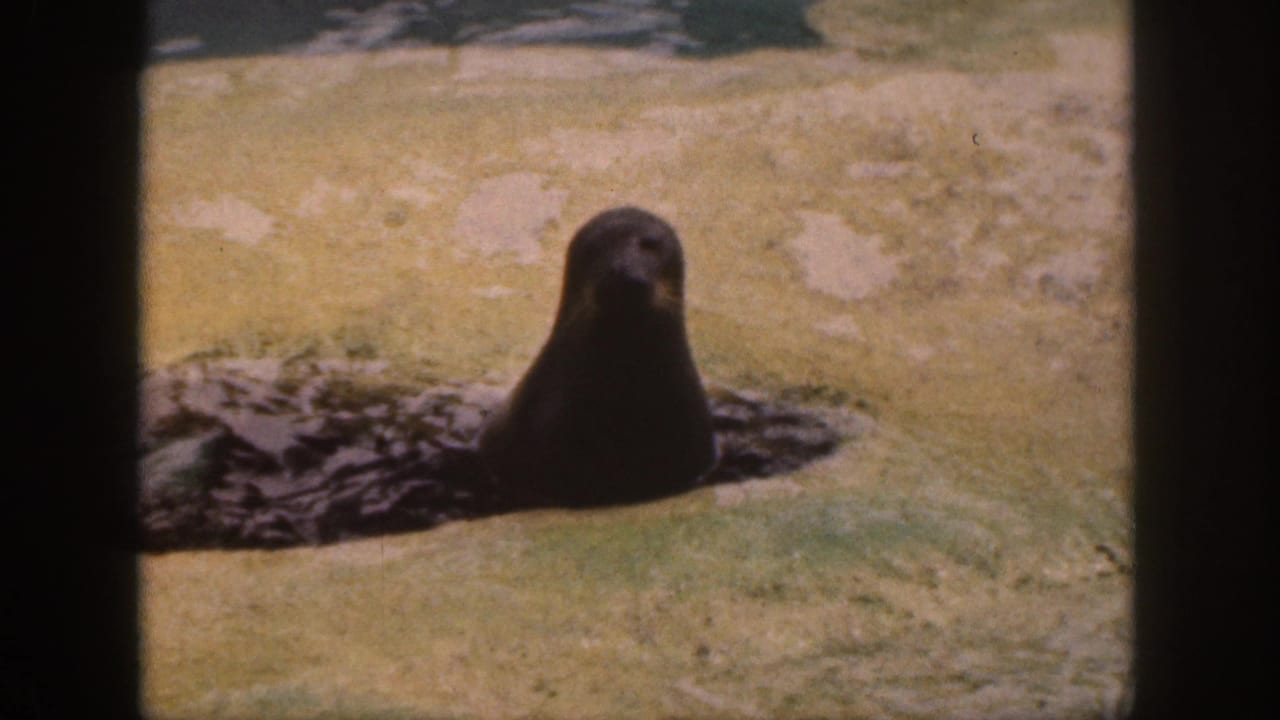 Dark seal upright in shallow water on sandy yellow enclosure ground.