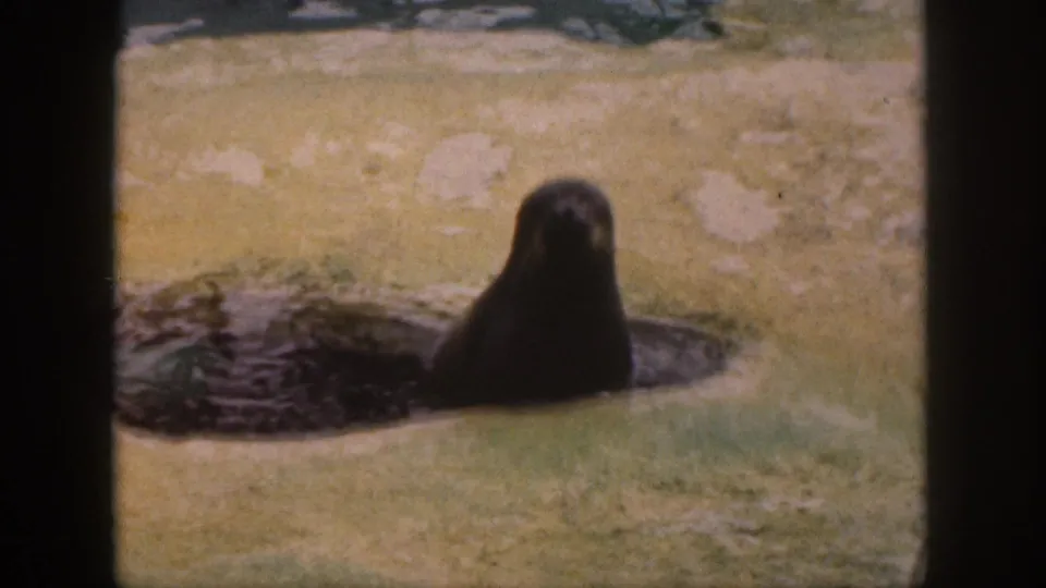 1959 Hawaii 8mm frame showing the seal facing the camera from a shallow pool in a captive animal enclosure.