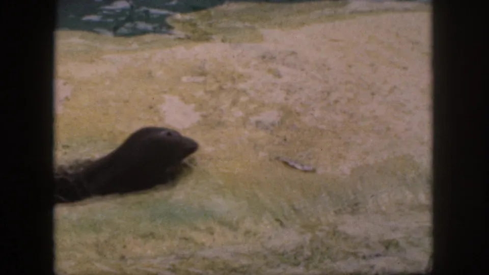 1959 Hawaii home-movie frame showing the seal in profile beside pale sandy ground and shallow water.