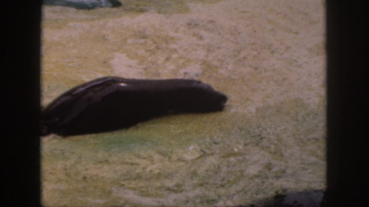 Dark-furred seal appears near a pale concrete or rock edge in 1959 Hawaii zoo home-movie footage.