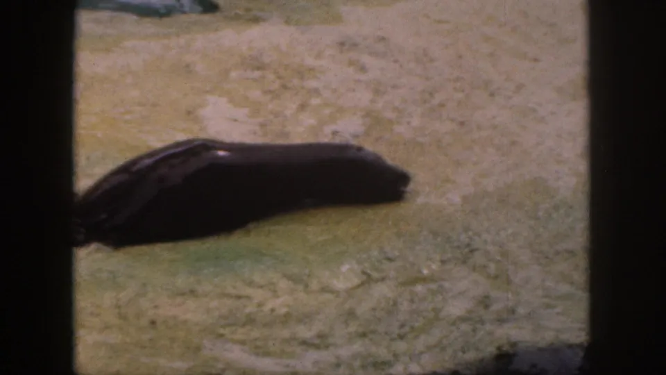 Dark-furred seal appears near a pale concrete or rock edge in 1959 Hawaii zoo home-movie footage.