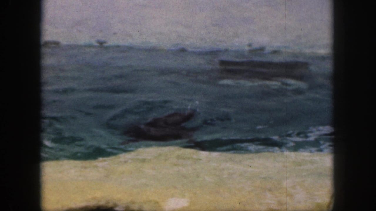 Seal swimming in green-blue water beside a pale enclosure edge.