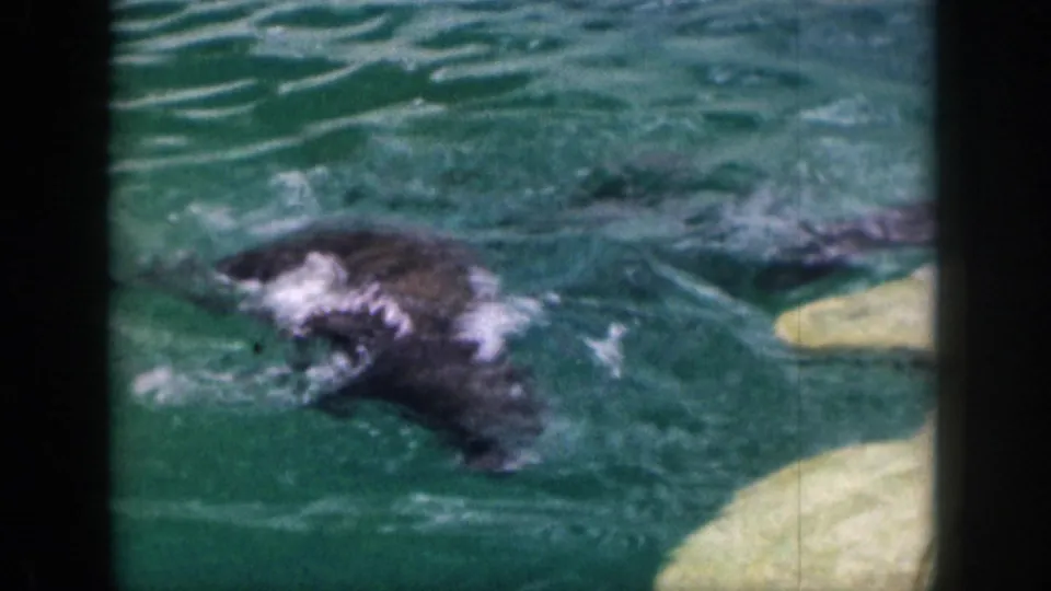 A dark-furred seal surfaces with white splashes in green zoo-pool water, with pale rock or concrete edges nearby.