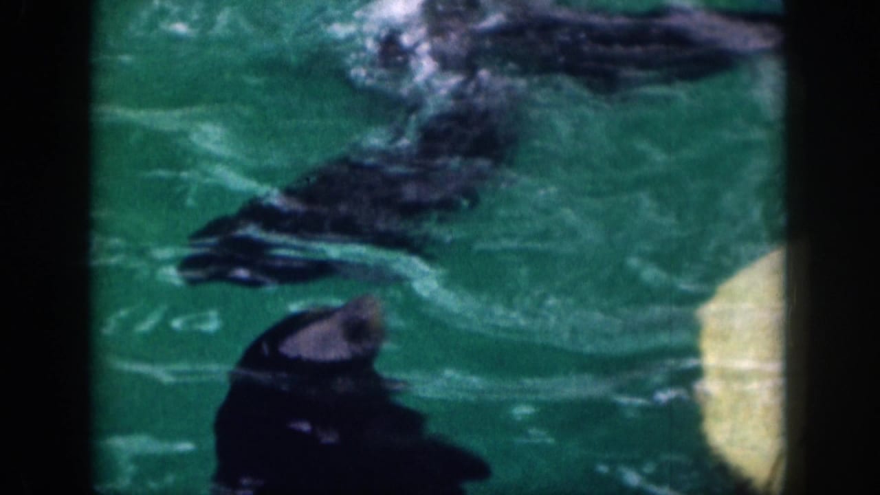 1959 Hawaii 8mm frame showing a dark marine mammal partly surfaced in turquoise water with soft focus and film grain.