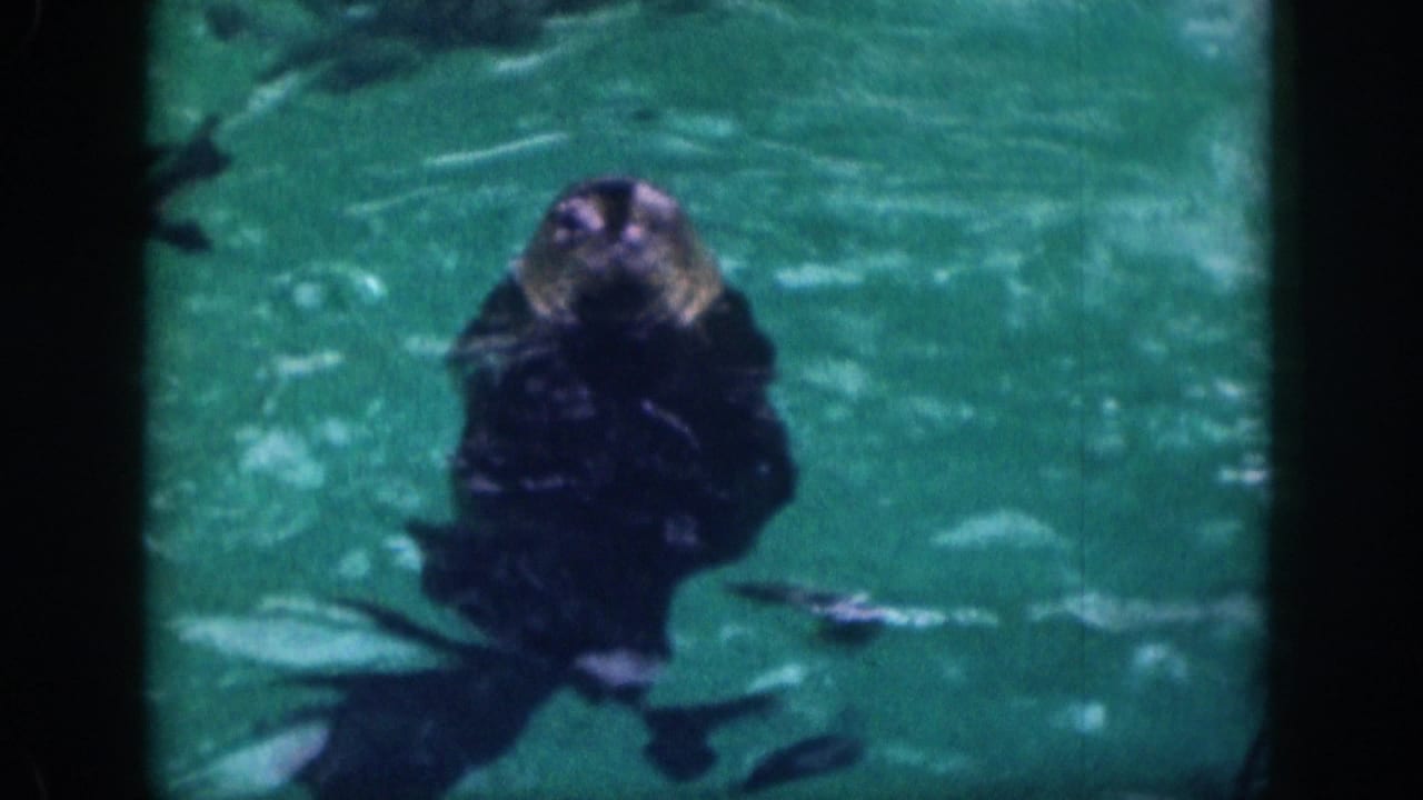Marine mammal facing the camera while floating in green-blue water.