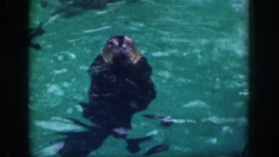 1959 Hawaii 8mm frame with the marine mammal surfaced and facing the camera amid rippled green-blue water.