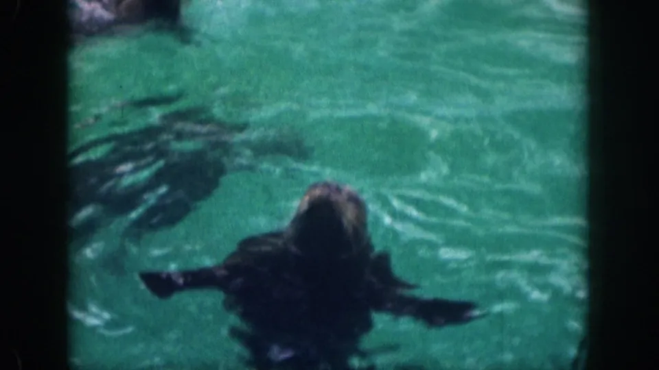 1959 Hawaii 8mm frame showing the marine mammal low in the frame, flippers visible as it moves through turquoise water.