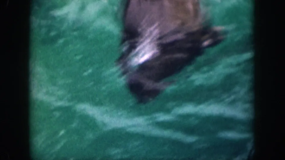 1959 Hawaii 8mm frame showing a blurred marine mammal turning or diving through turquoise water near the end of the shot.
