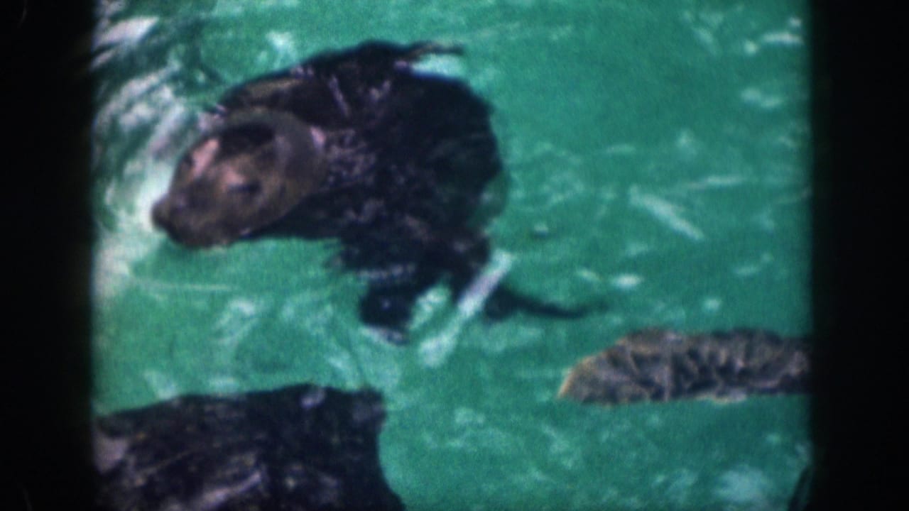 A dark wet seal swims through green-tinted pool water in 1959 Hawaii home-movie footage, framed by rounded 8mm borders.