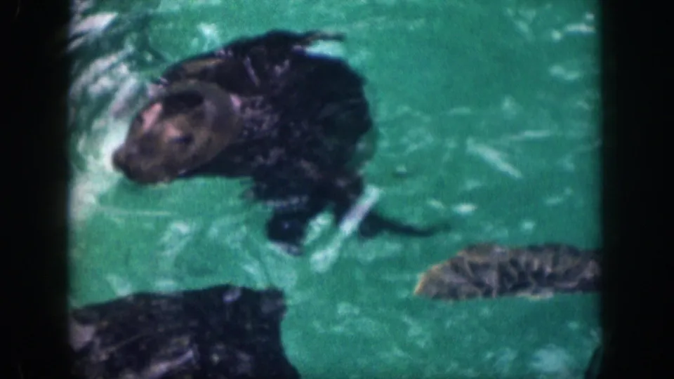 A dark wet seal swims through green-tinted pool water in 1959 Hawaii home-movie footage, framed by rounded 8mm borders.