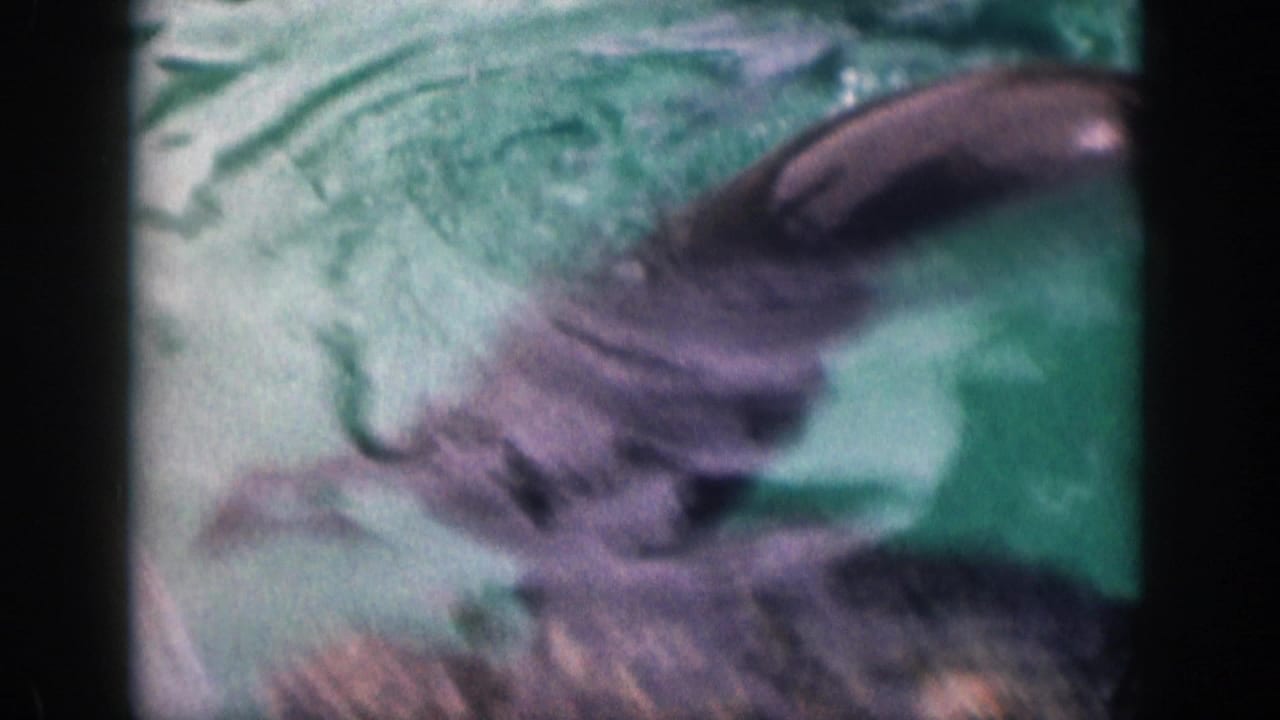 Blurred seal diving below the surface in green pool water.