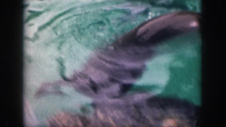 The seal appears blurred as it dives or turns under green pool water, with 8mm grain and dark frame edges visible.