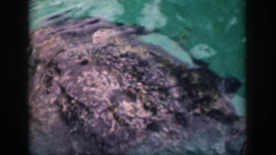 A close, soft 8mm view shows the seal's mottled wet body moving through green-tinted pool water in Hawaii footage.