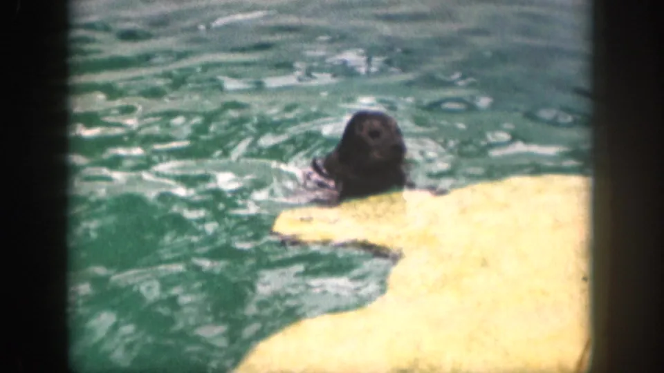 The seal surfaces with its head above green pool water near a pale ledge, a clear captive-pool view in 1959 Hawaii home-movie footage.