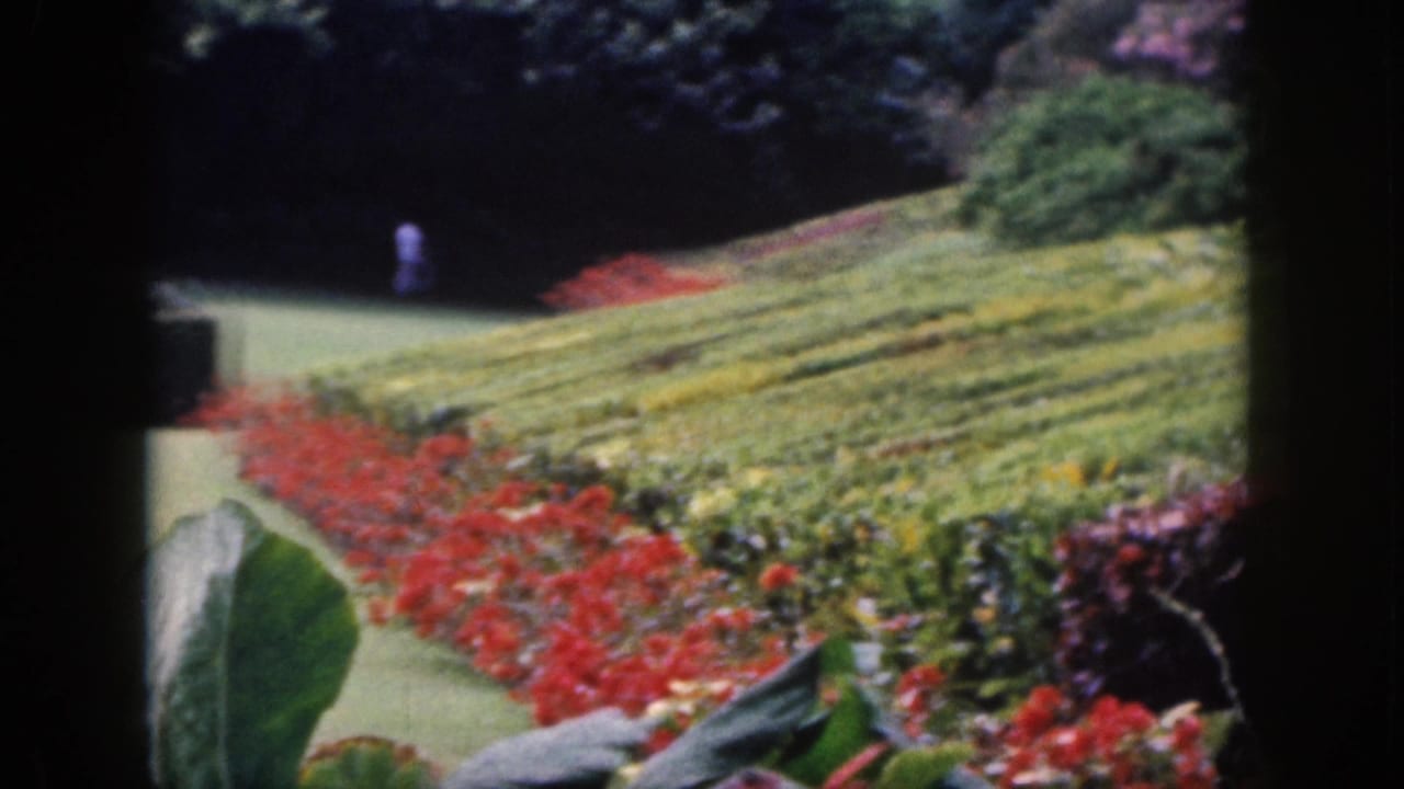 1959 Hawaii home-movie frame showing a distant person near hedges and bright red and yellow garden beds.