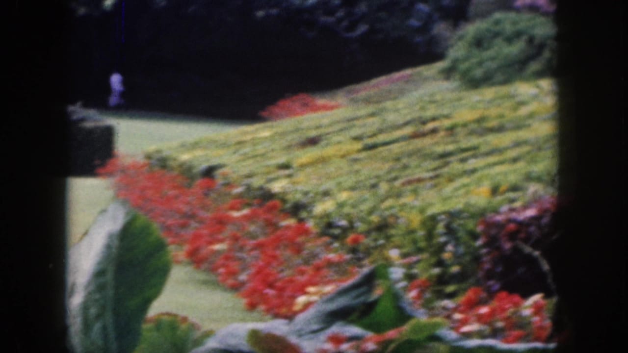 1959 Hawaii garden view with saturated red flowers, yellow plantings, broad leaves, and a distant person walking.