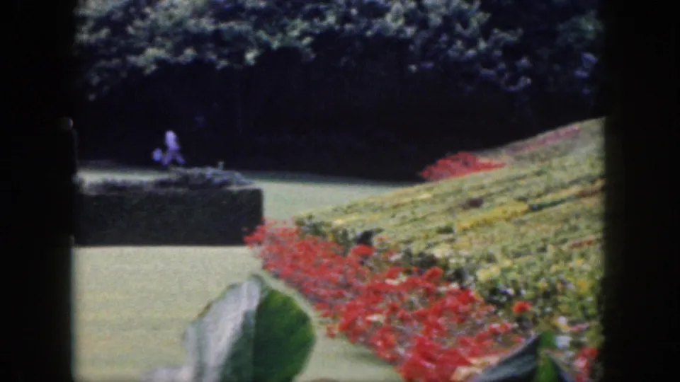 1959 Hawaii home-movie frame with a small figure near the shaded hedge and rows of red and yellow flowers below.