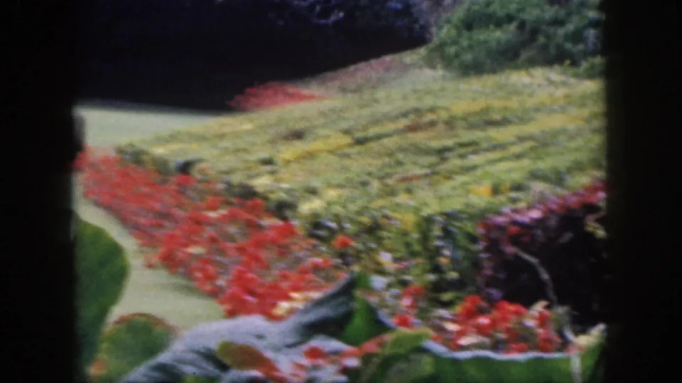 Late frame from the 1959 Hawaii garden clip showing flower rows, lawn, hedges, and large tropical leaves as the walker leaves view.