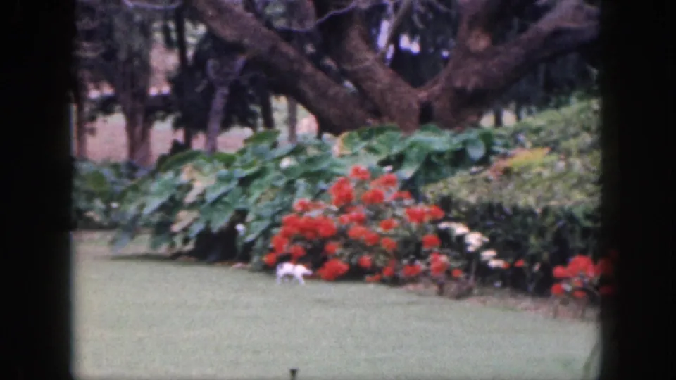 1959 Hawaii garden frame with a small white cat near red flowers, broad-leaf plants, lawn, and tree trunks.