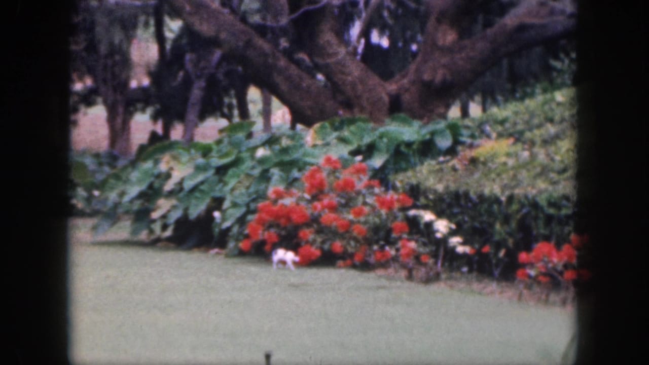 1959 Hawaii 8mm frame showing a small white cat walking near red flowers, hedges, broad leaves, and large tree limbs.