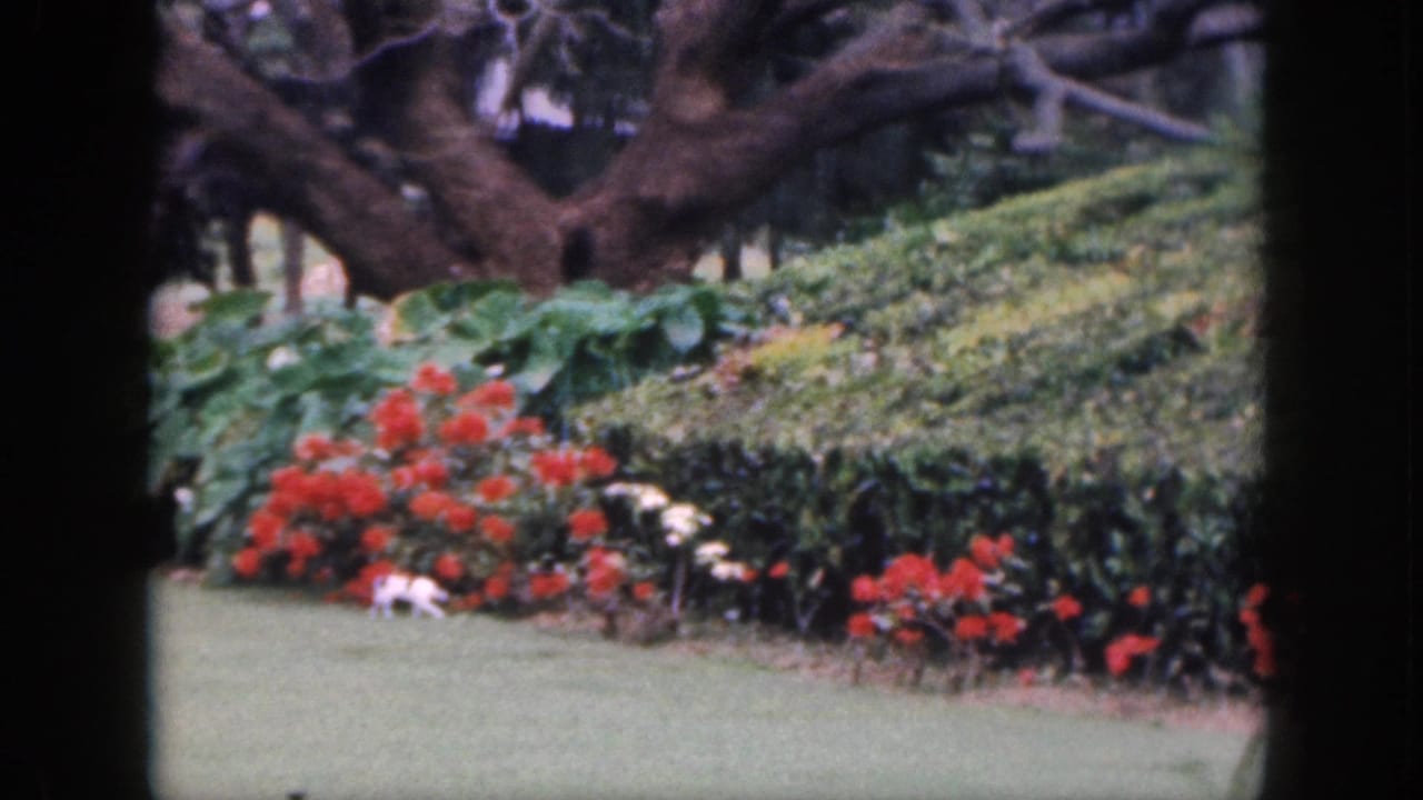 1959 Hawaii garden frame with the white cat near red blossoms, clipped hedges, lawn, broad foliage, and dark tree branches.