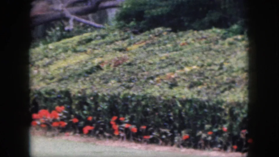 1959 Hawaii 8mm frame showing the landscaped garden, red flowers, low hedge, lawn, dense foliage, and large tree limbs.