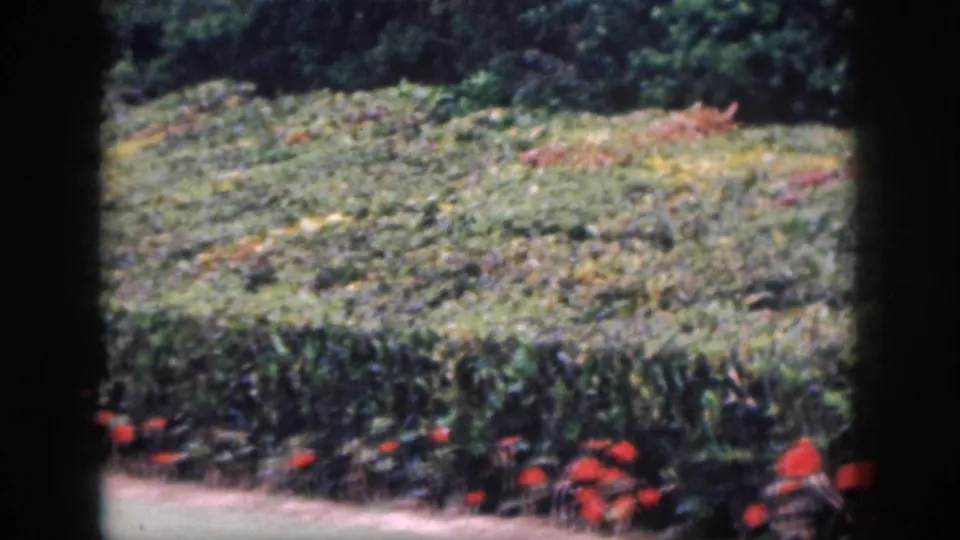 1959 Hawaii 8mm frame of a manicured garden with red flowers, clipped hedging, grass, dense greenery, and tree branches.