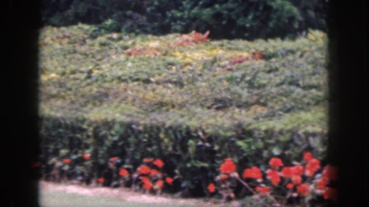 1959 Hawaii 8mm frame showing red garden flowers, trimmed hedges, and a pale path behind dark foreground bars.