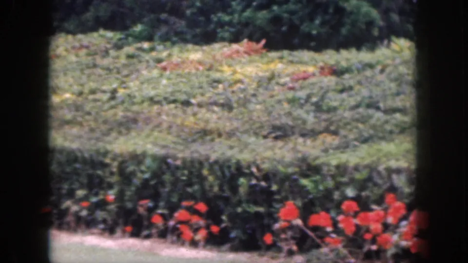 1959 Hawaii 8mm frame showing red garden flowers, trimmed hedges, and a pale path behind dark foreground bars.