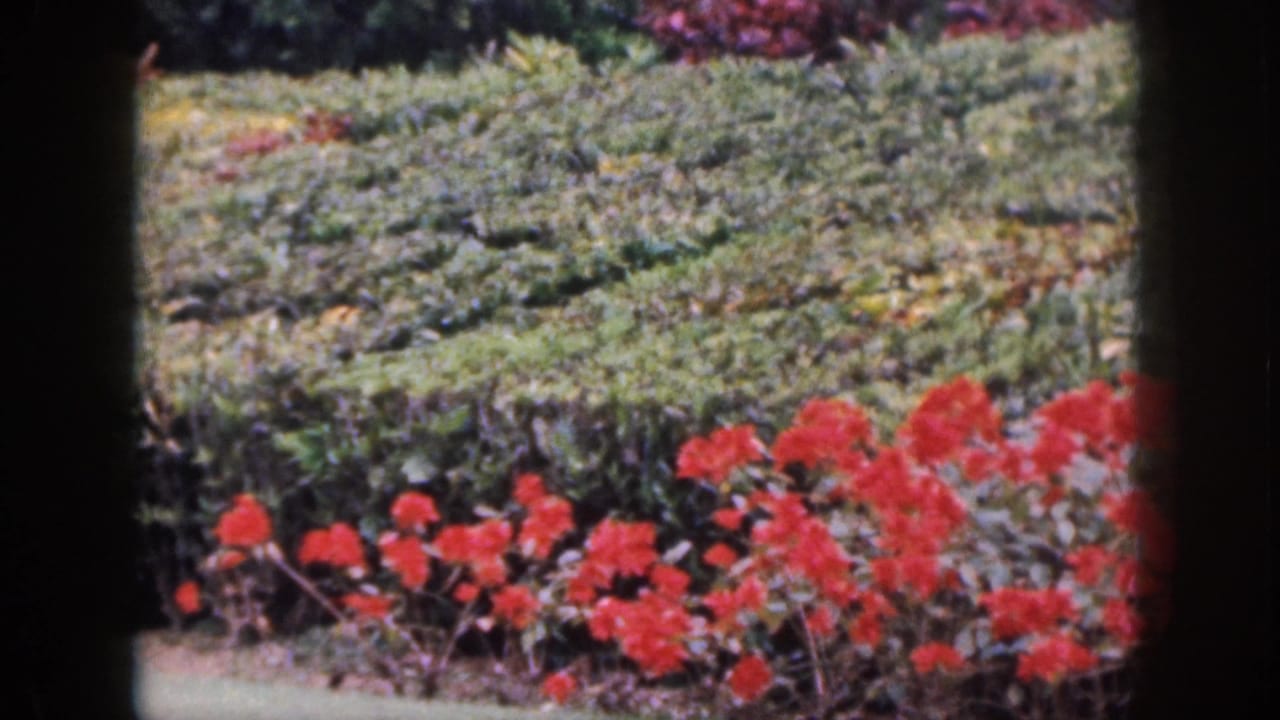 Garden bed with red blossoms, hedges, and a path behind dark framing.