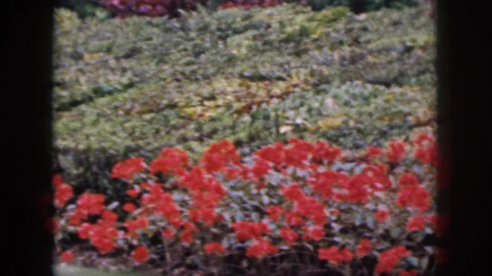 1959 Hawaii garden frame with dense red flowers in front of hedges and a light walkway, seen through dark vertical edges.
