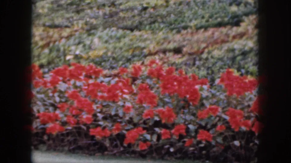 1959 Hawaii 8mm frame of red flowers, layered hedges, and garden planting viewed through dark foreground borders.