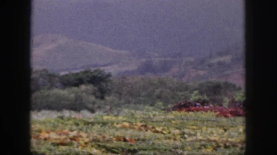 1959 Hawaii 8mm frame revealing a green foreground field, flower beds, shrubs, and hazy mountains beyond the window frame.