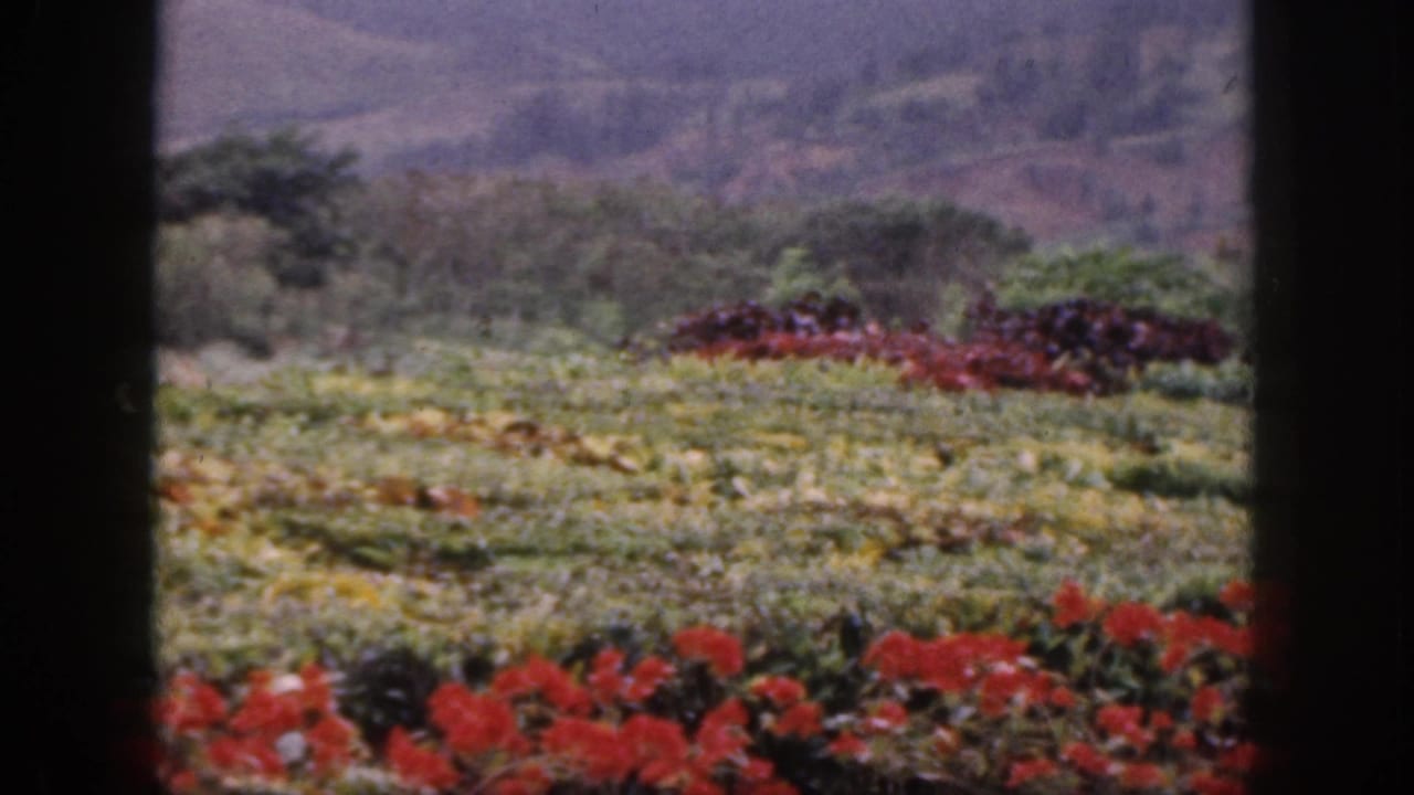 1959 Hawaii 8mm view of red flowers, terraced greenery, and hazy hills seen through dark foreground edges.