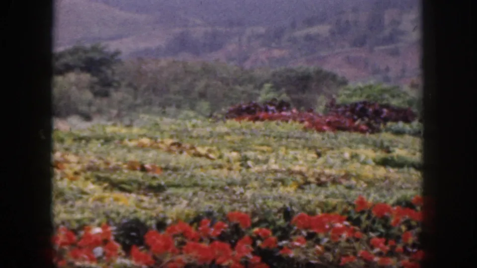 1959 Hawaii 8mm view of red flowers, terraced greenery, and hazy hills seen through dark foreground edges.
