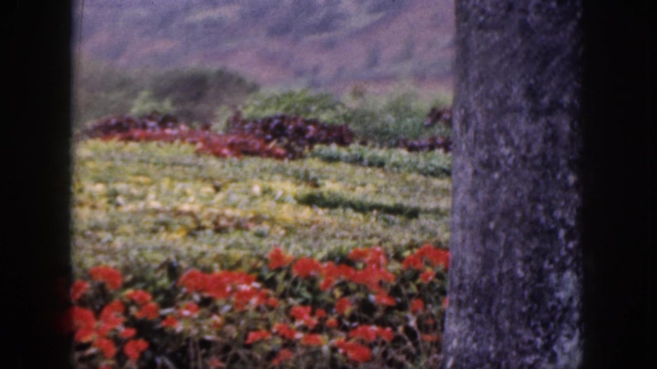 Hillside garden with red flowers, greenery, and a rough vertical post at right.