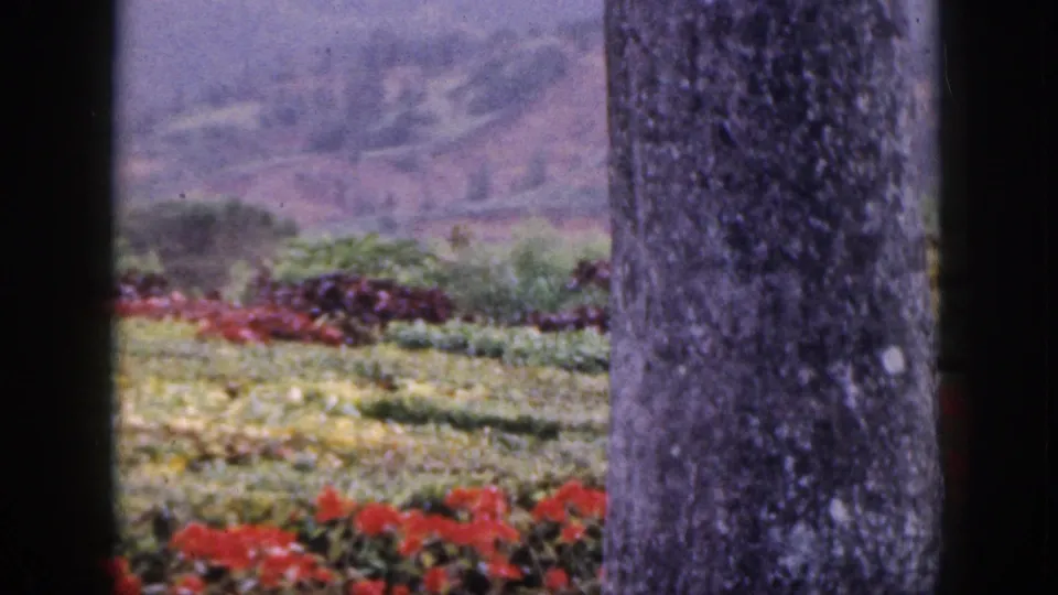 1959 Hawaii home-movie frame of terraced greenery and red flowers, partly obscured by dark window or post edges.