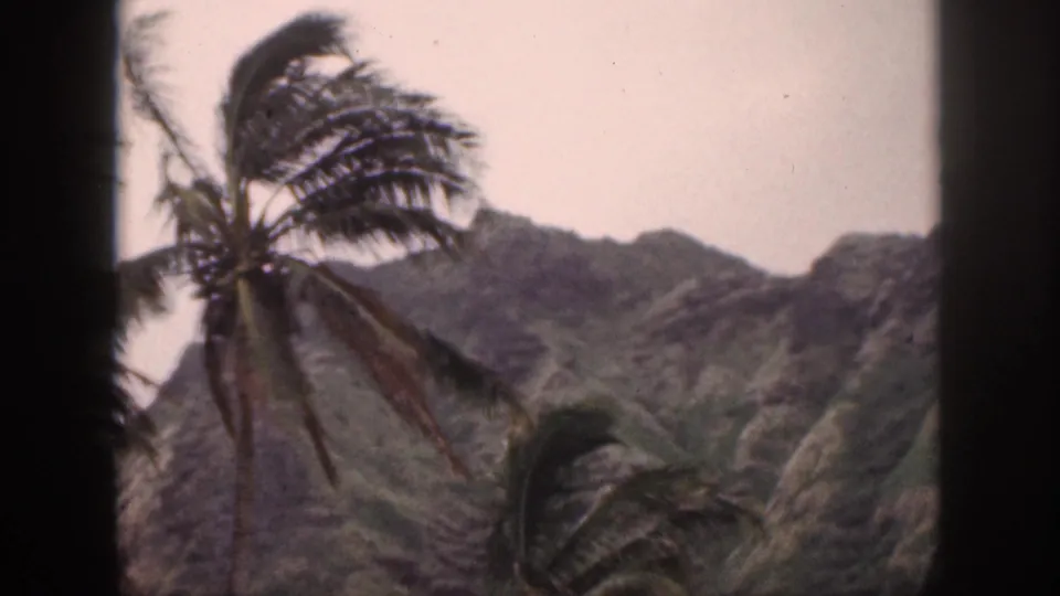 1959 Hawaii home-movie frame with a windblown palm silhouetted against rugged green mountain slopes.