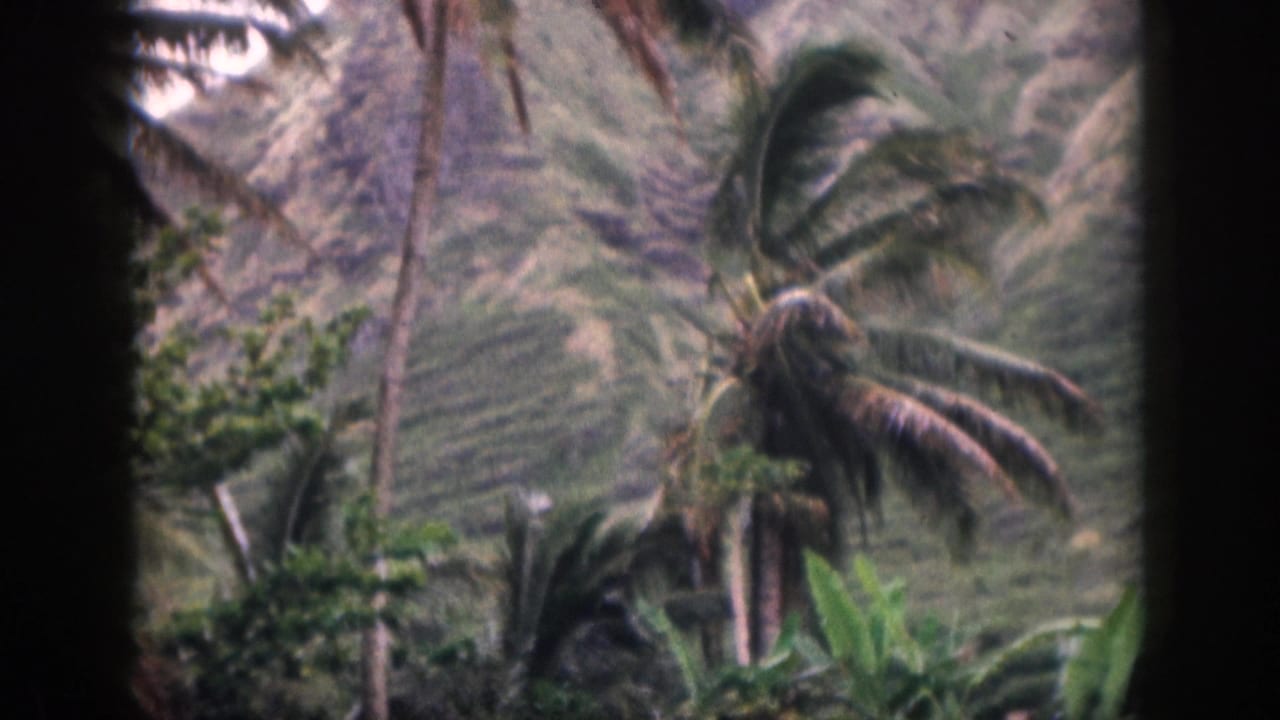 Wind-bent palm fronds and dense greenery with steep hills in the background.