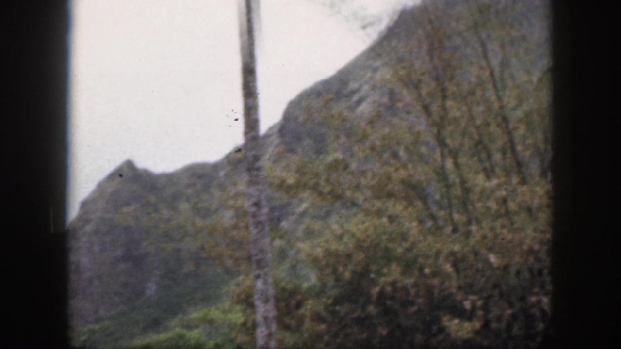 Mountain ridge, trees and a tall foreground trunk under a pale sky.
