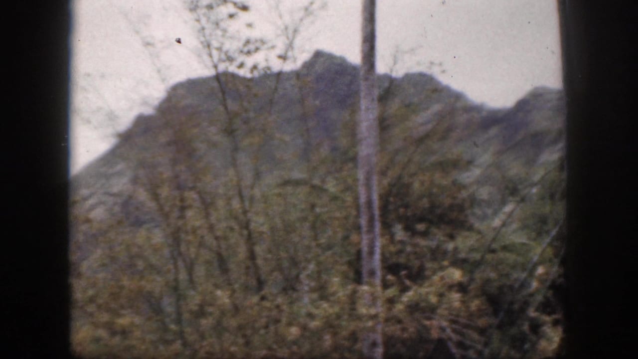 1959 Hawaii 8mm view of a green mountain face behind slender trees, trunks and dense roadside foliage.